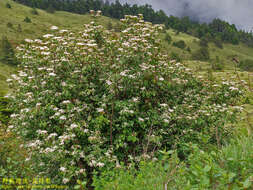 Image de Viburnum betulifolium Batalin