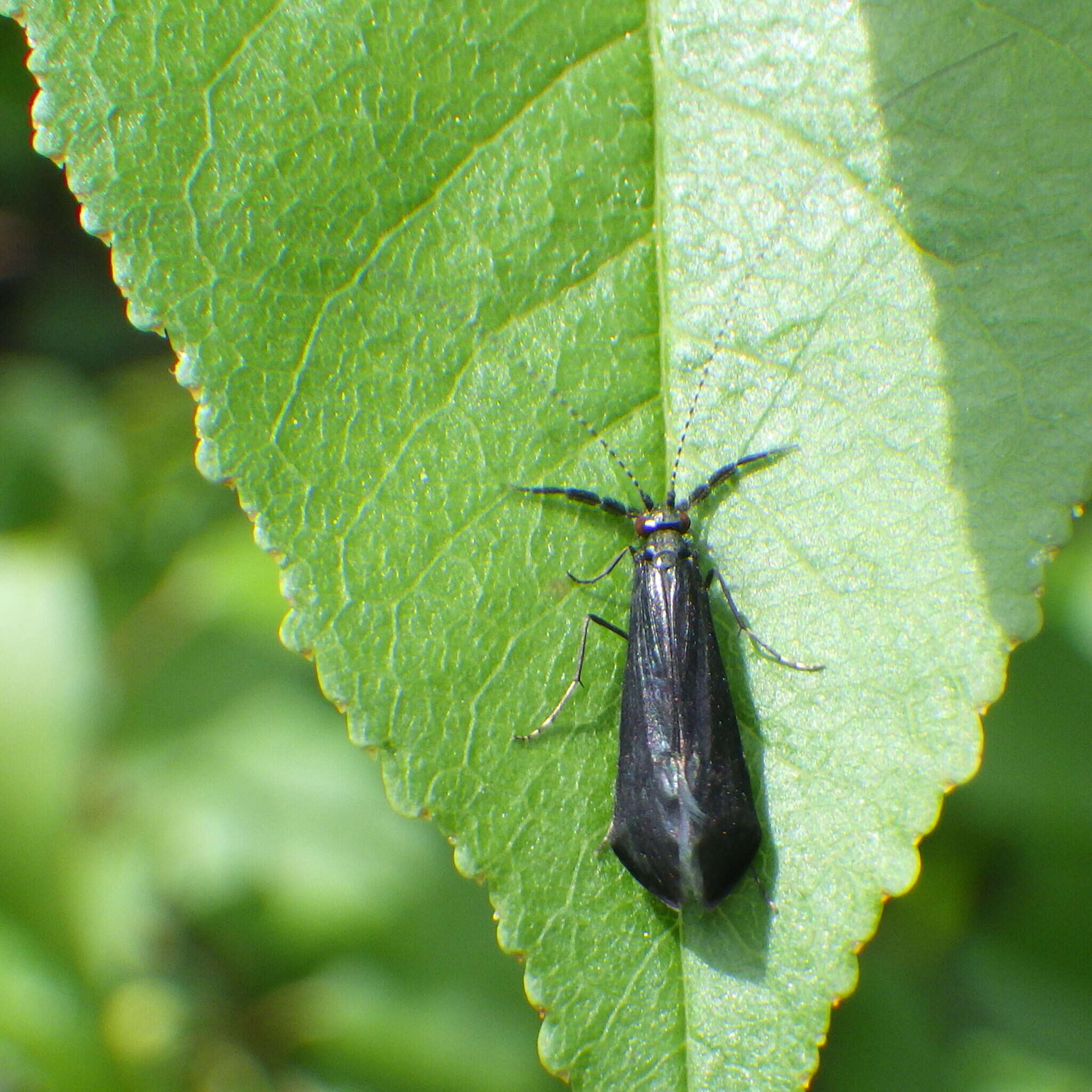 Image of Mystacides sepulchralis (Walker 1852)