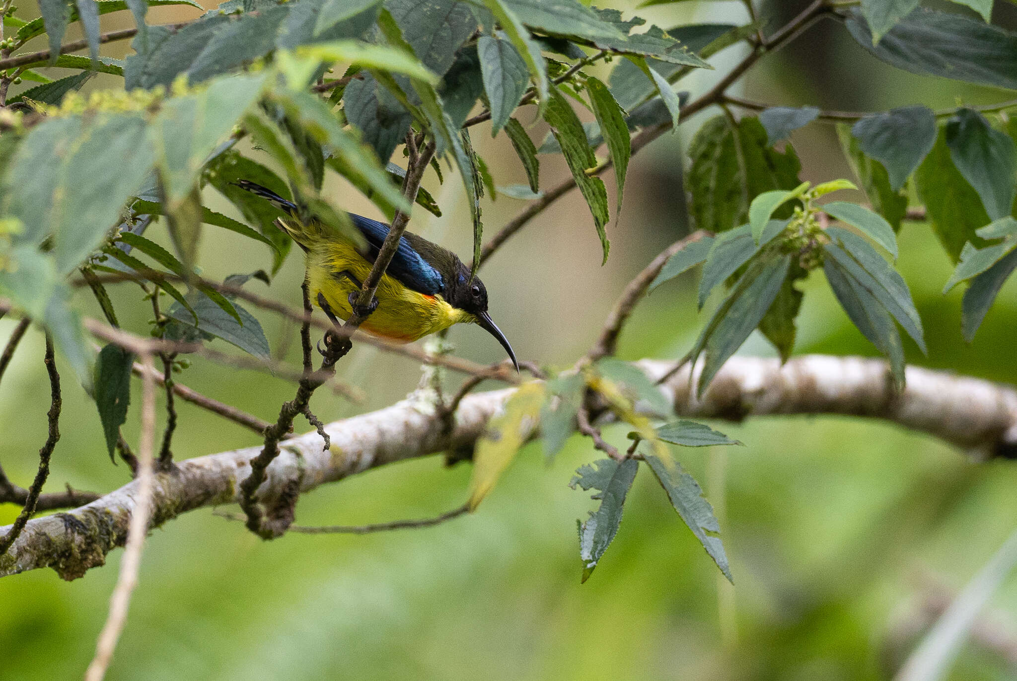 صورة Aethopyga linaraborae Kennedy, Gonzales & Miranda 1997