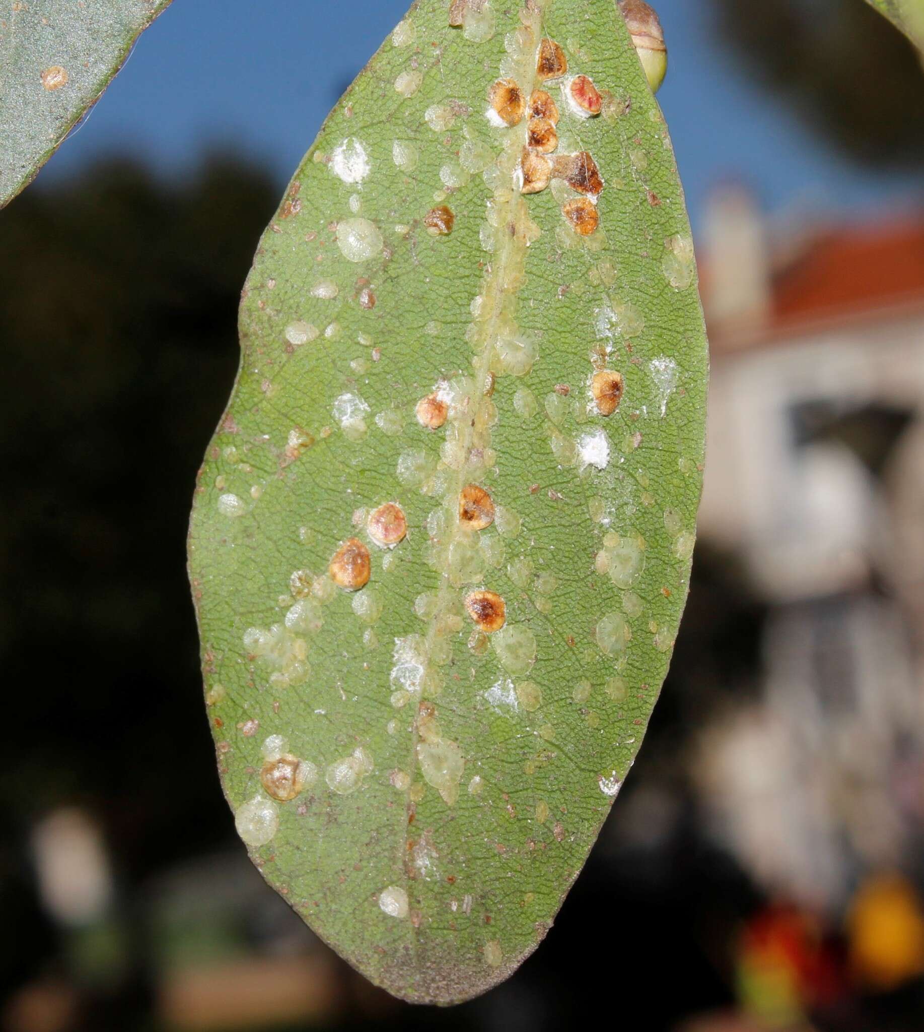 Plancia ëd Protopulvinaria pyriformis (Cockerell 1894)