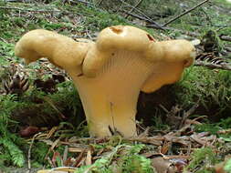 Image of Cantharellus formosus Corner 1966