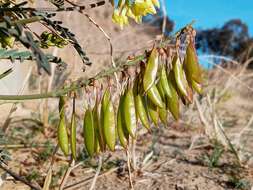 Image of Santa Barbara milkvetch