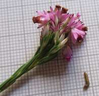 Image of Erica corifolia var. bracteata (Thunb.) Dulfer