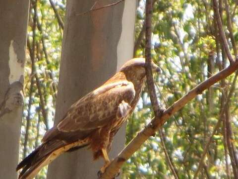 Image of Buteo buteo vulpinus (Gloger 1833)