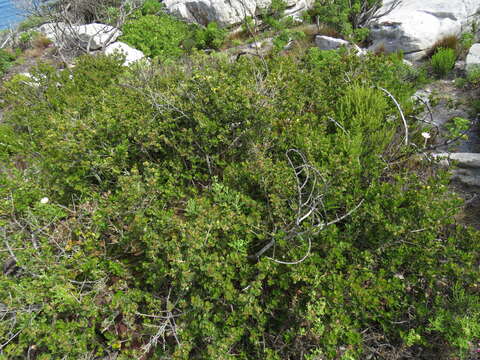 Image of Searsia lucida elliptica (Sond.) Moffett