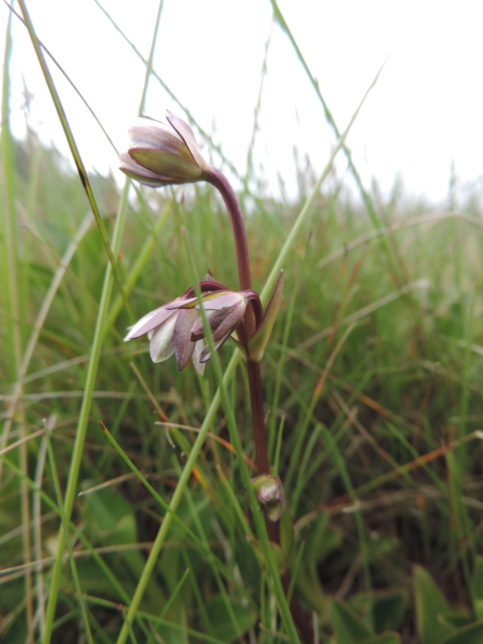 Image of Swertia macrosepala Gilg