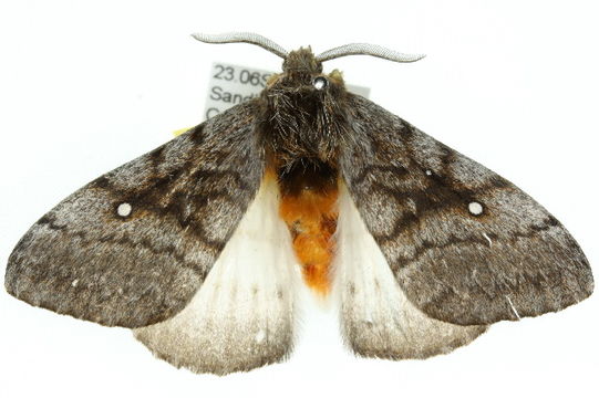 539.anicg 10anic 03546 1287188274 jpg.580x360