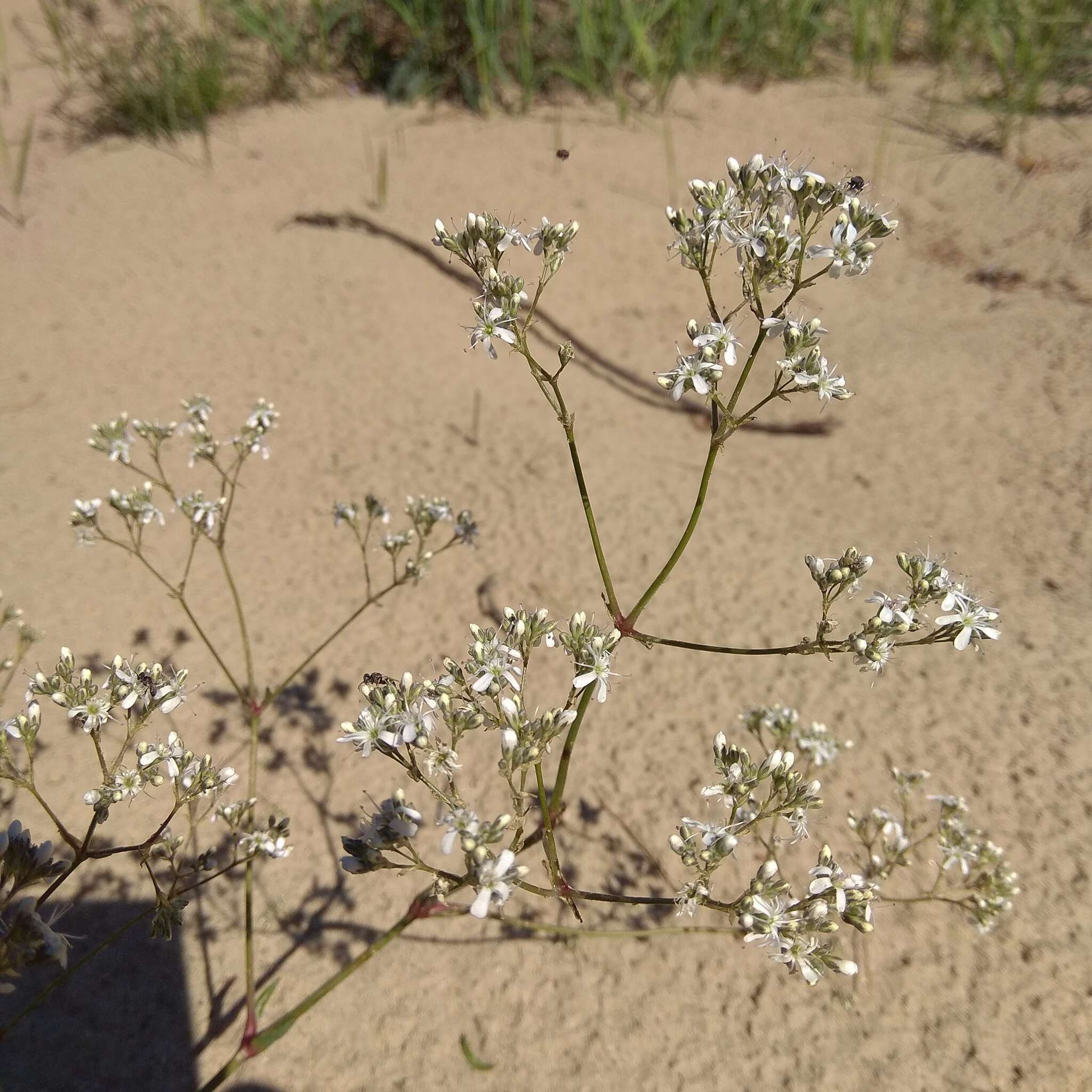 Image of Gypsophila altissima L.