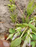 Image of autumn dwarf gentian