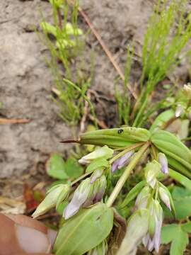 Image of autumn dwarf gentian