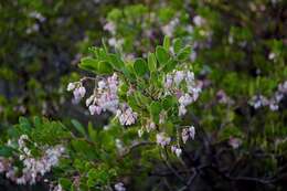 Слика од Arctostaphylos densiflora M. S. Baker