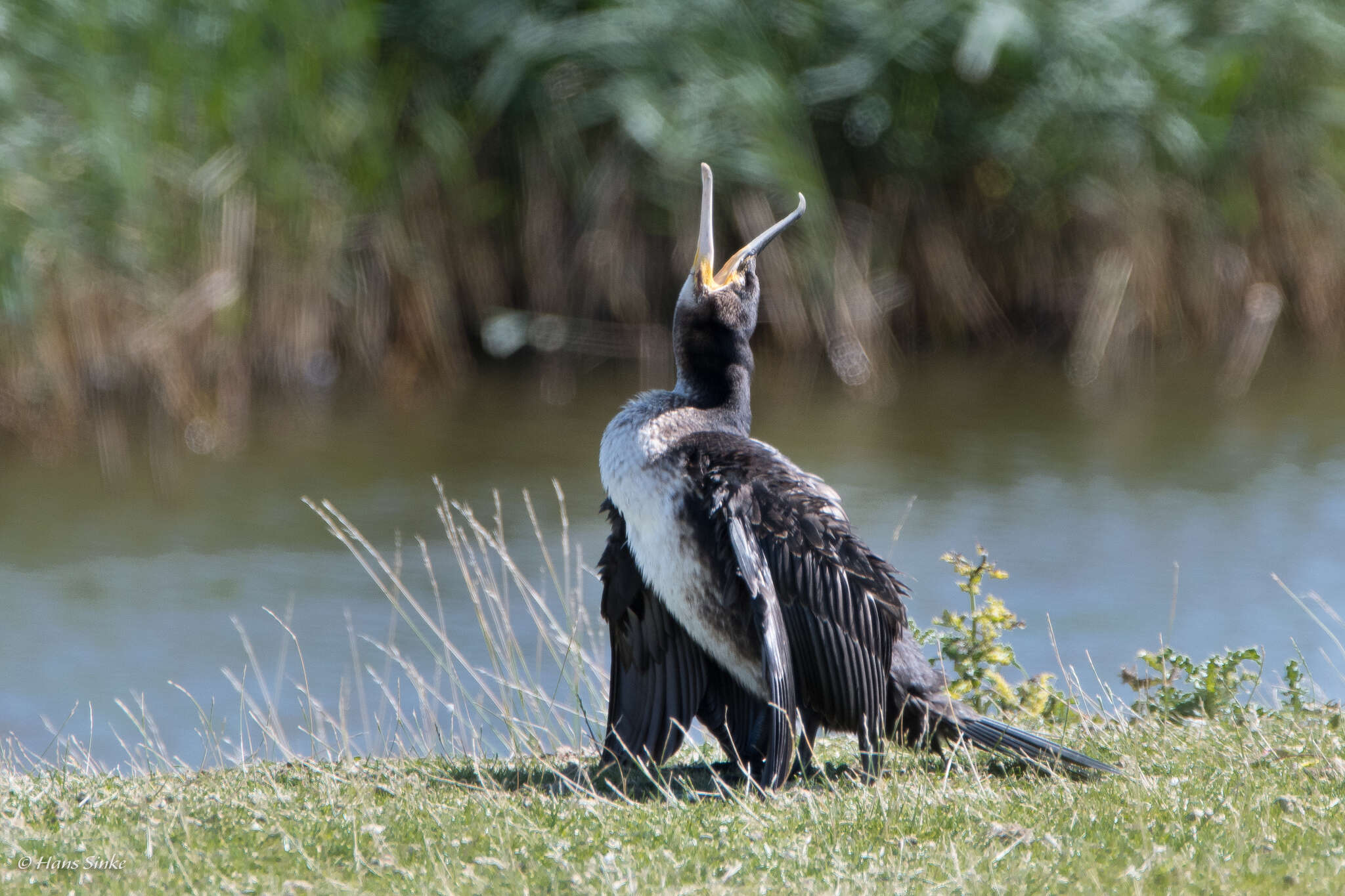 Image of Phalacrocorax carbo carbo (Linnaeus 1758)