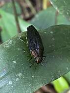 Image of Chrysesthes tripunctata (Fabricius 1787)