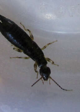 Image of Ringlegged earwig