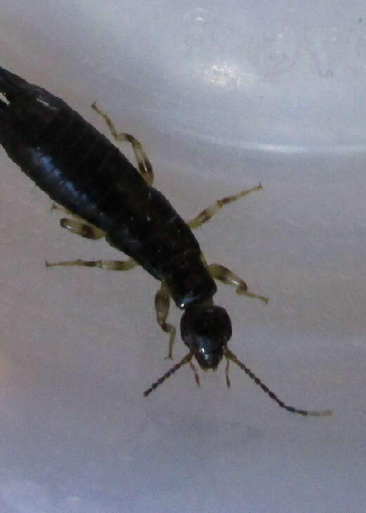 Image of Ringlegged earwig