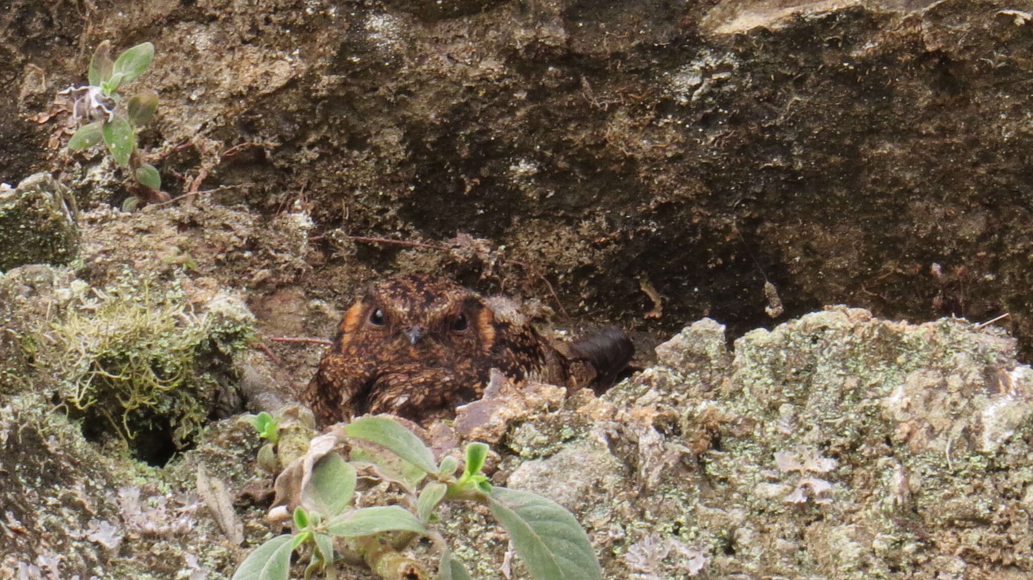 Image of Lyre-tailed Nightjar