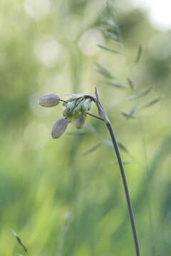 Image of Silene vulgaris subsp. vulgaris