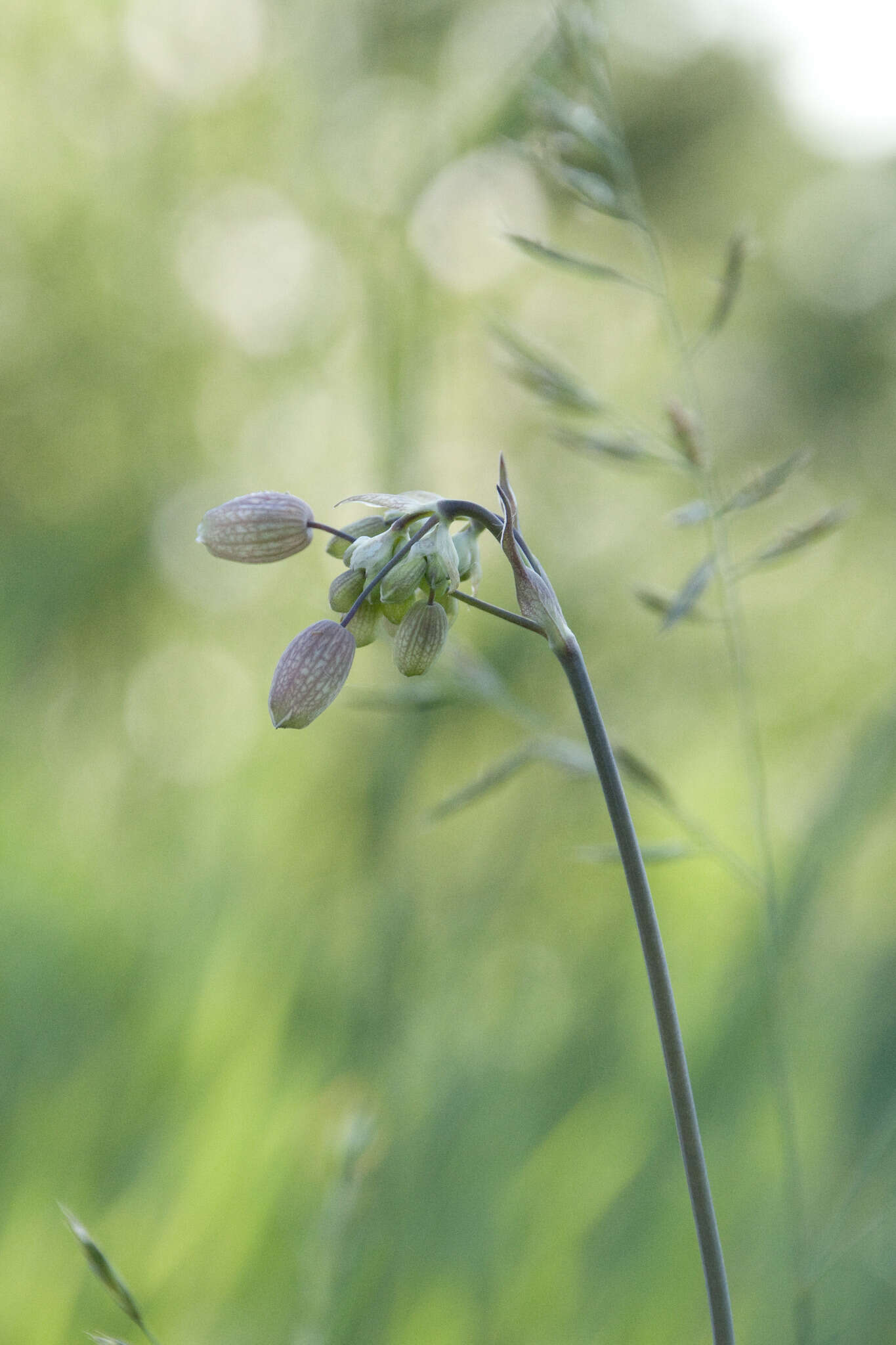 Image of Silene vulgaris subsp. vulgaris