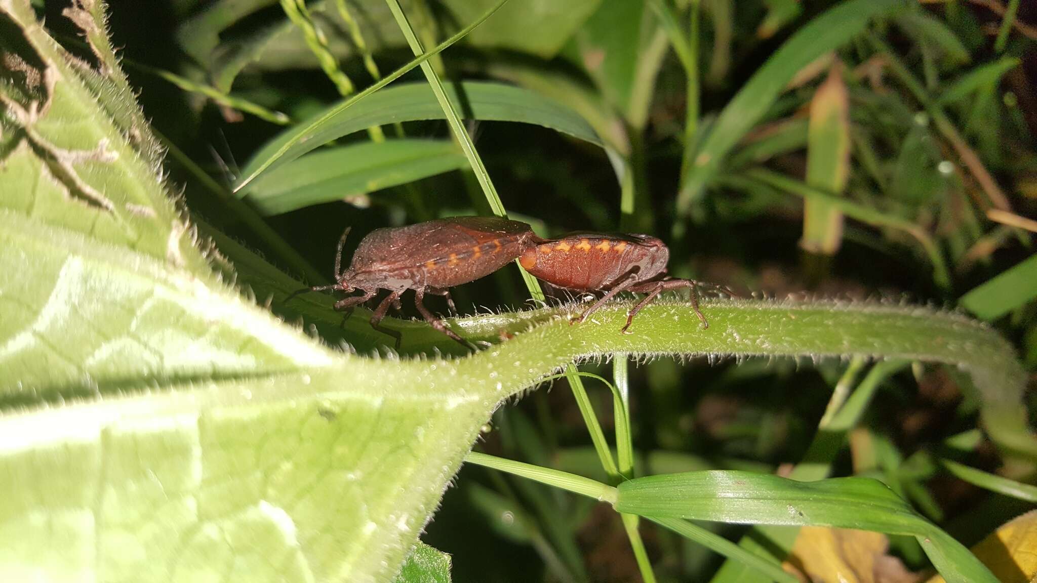 Image of Coridius fuscus (Westwood 1837)