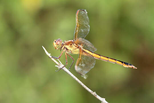 Image of Needham's Skimmer