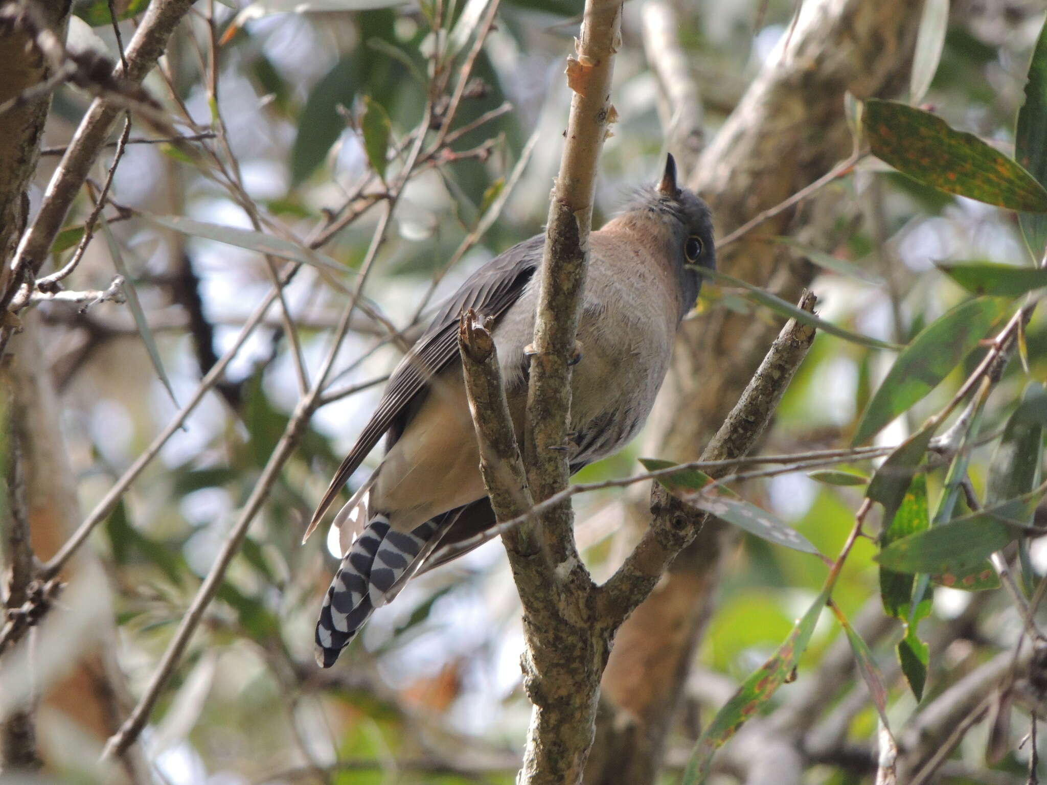 Image of Fan-tailed Cuckoo