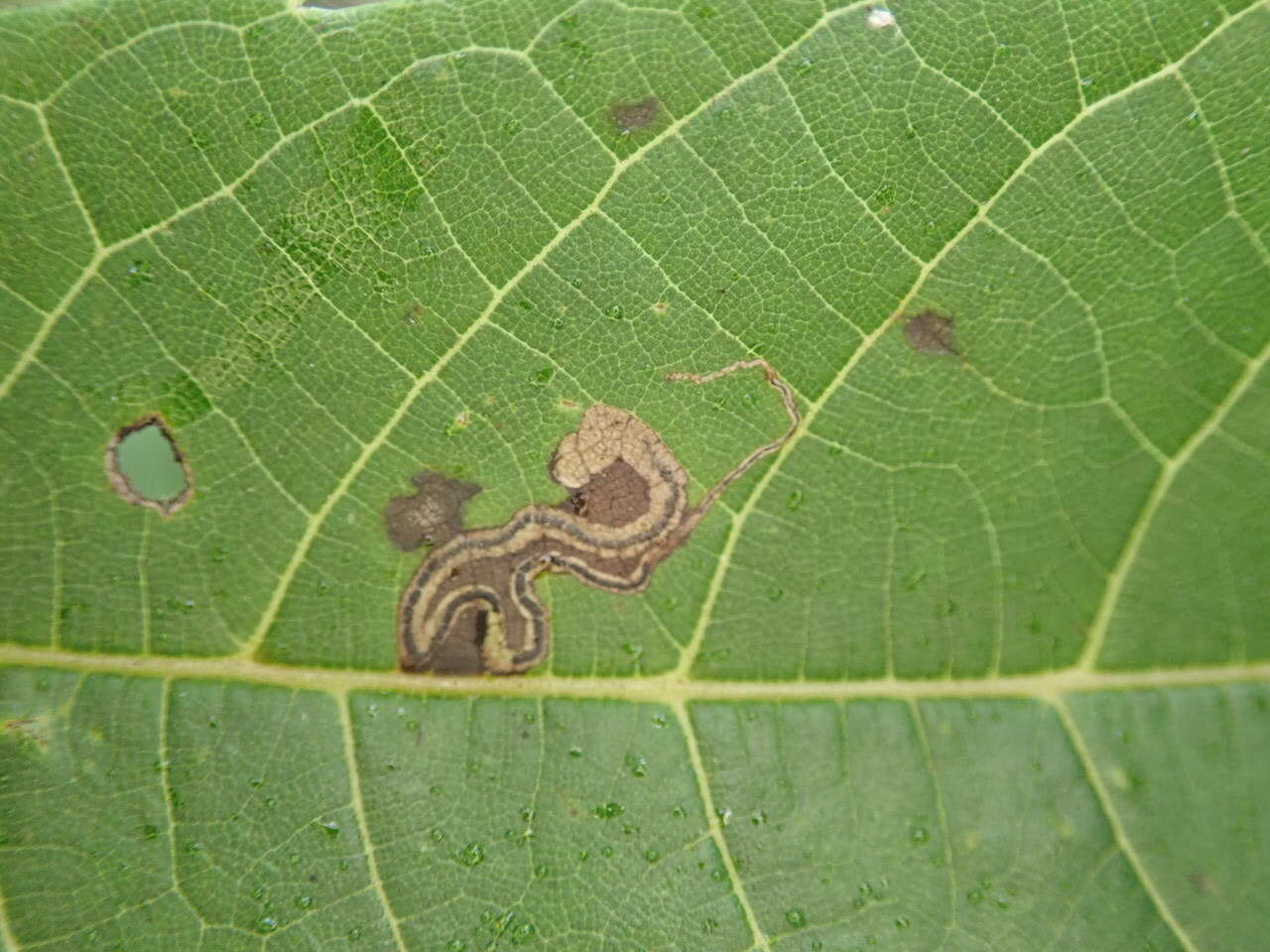 Imagem de Stigmella juglandifoliella (Clemens 1861) Wilkinson et al. 1979