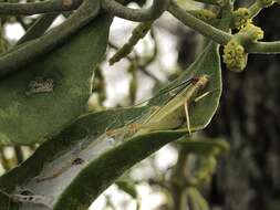 Image of Different-horned Tree Cricket