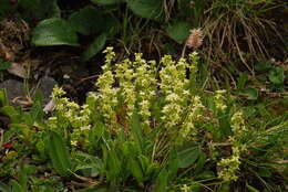 Plancia ëd Galium baldense Spreng.