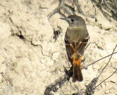 Image of White-winged Black Tyrant