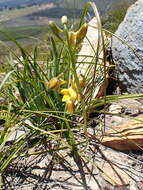 Eulophia platypetala Lindl.的圖片