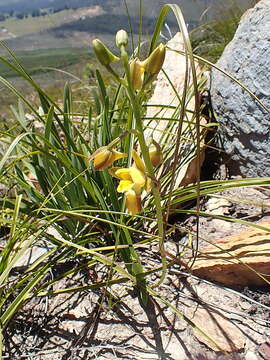 Eulophia platypetala Lindl.的圖片