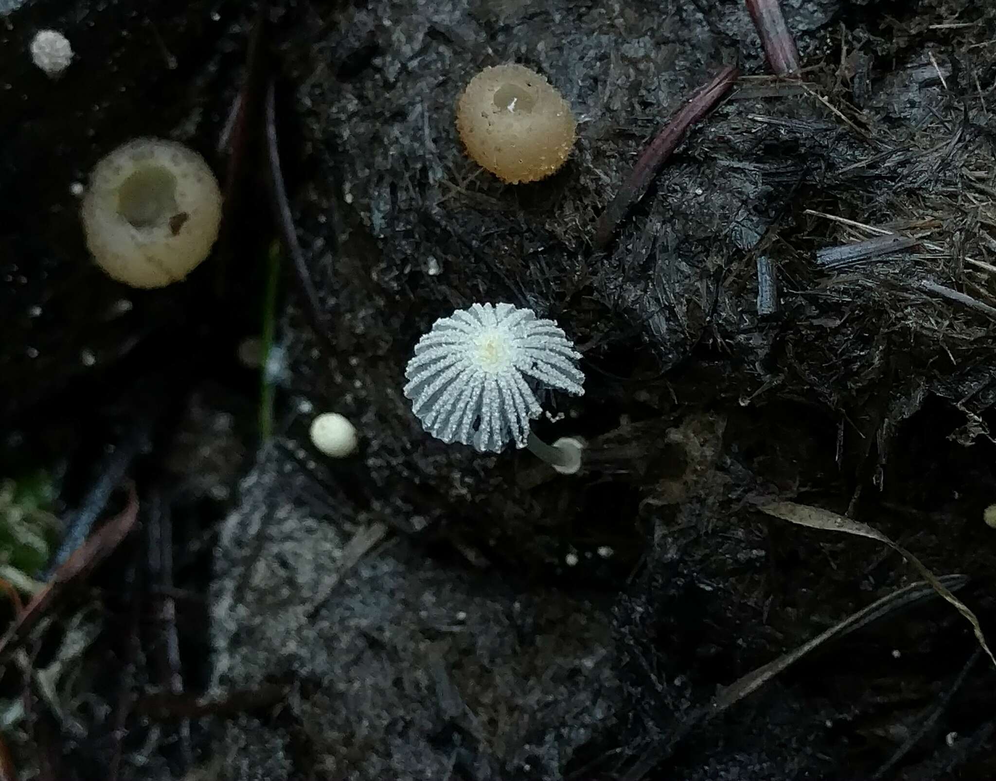 Image of Coprinopsis ephemeroides (DC.) G. Moreno 2010