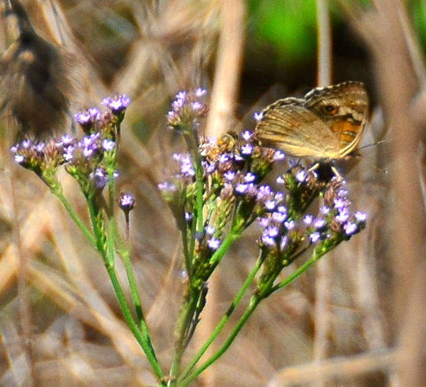 Слика од Junonia orithya madagascariensis Guenée 1872