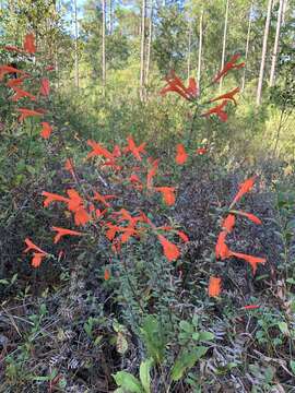 Imagem de Clinopodium coccineum (Nutt. ex Hook.) Kuntze