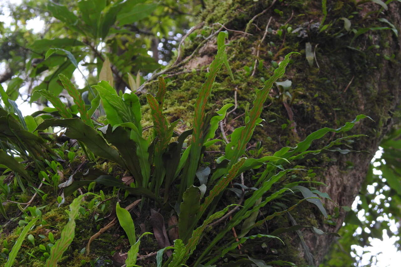 Image of Loxogramme remotefrondigera (Hayata) C. Chr.