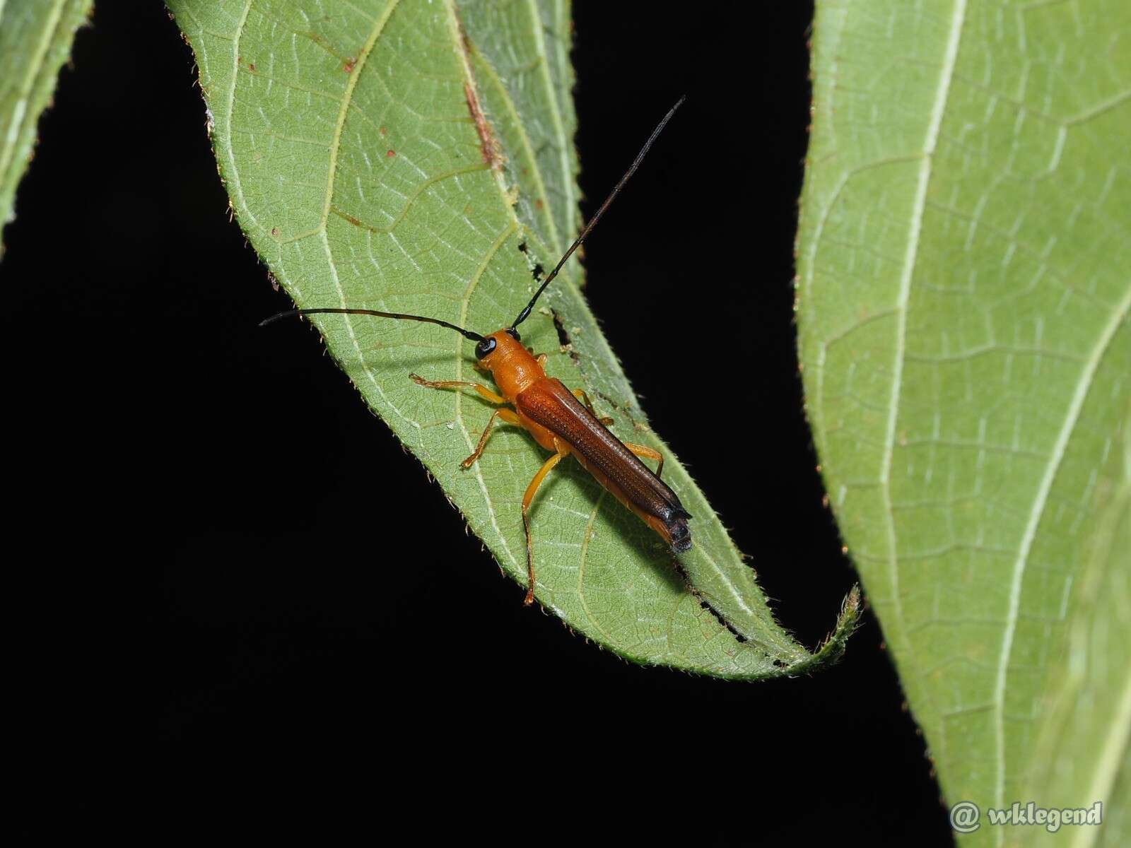 Image of Oberea fuscipennis (Chevrolat 1852)