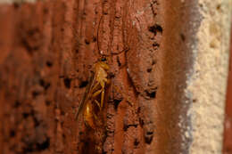 Image of Rhopalosoma nearcticum Brues 1943