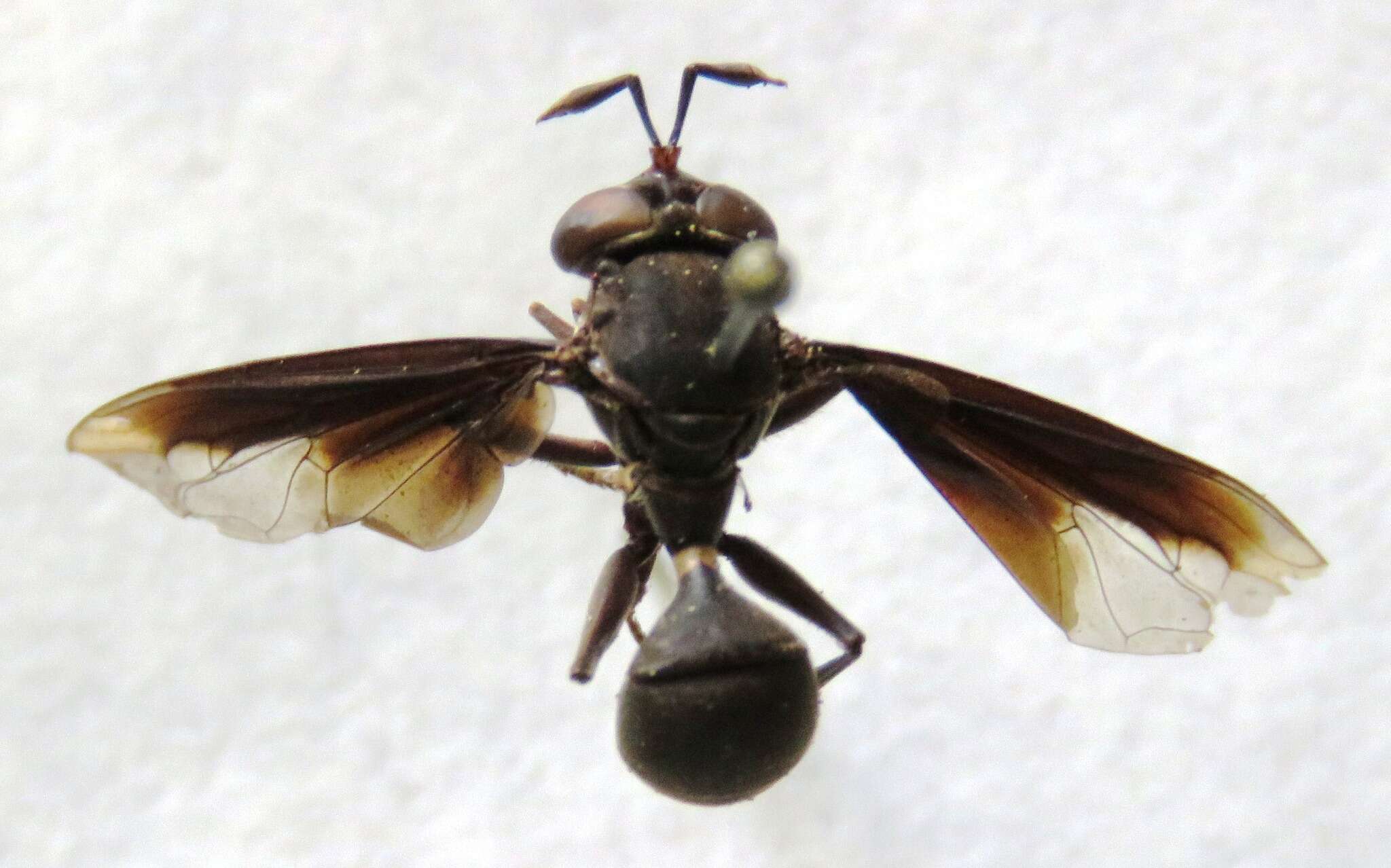 Image of Polybiomyia schwarzi Shannon 1925