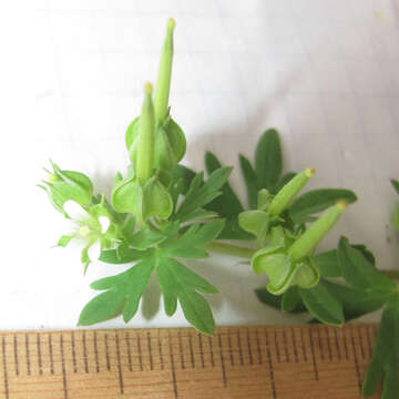 Image of Texas geranium