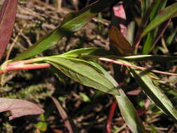 صورة Persicaria hystricula (Schuster) Sojak