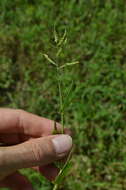 Image of Sprawling Liverseed Grass
