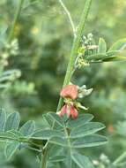 Image of Indigofera lupatana Baker fil.