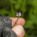 Image of <i>Verbena <i>litoralis</i></i> var. litoralis