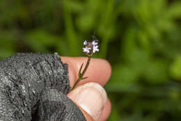 Plancia ëd <i>Verbena <i>litoralis</i></i> var. litoralis