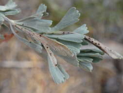 Image of big sagebrush