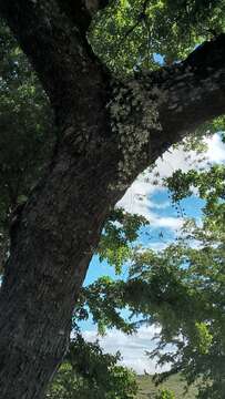 Image of Oncidium aurarium Rchb. fil.