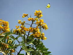 Senna spectabilis (DC.) H. S. Irwin & Barneby resmi