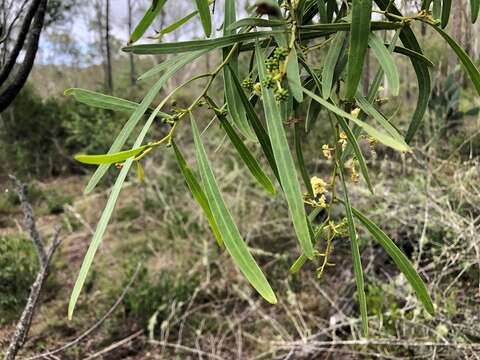 Image de Acacia salicina Lindl.