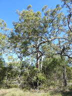 Imagem de Eucalyptus acmenoides Schauer