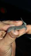 Image of Naked-toed Gecko